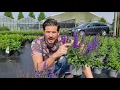 Lagu Introducing: the brand-new Salvia JS® A Little Bit