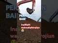 Download Lagu PENCARIAN AKBAR DILANJUTKAN DAN ALLHAMDULILAH | Semoga tenang Akbar #akbar