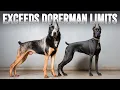 10 Dog Breeds Better Than Dobermans