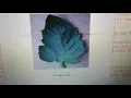 Plant leaf disease identification Using Python