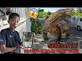 Download Lagu DIKIRA BOHONGAN! TERNYATA ADA KOMODO BESAR HIDUP DIKOLAM DEPAN RUMAHKU??😱 | Mikael TubeHD