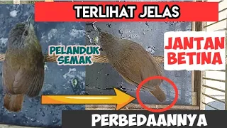 differences between male and female cheek territorials