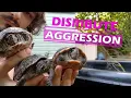 Three Ways To Deal With Aggression Between Turtles
