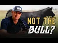 The Biggest Breeding Mistake Cattlemen Make