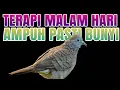 Download Lagu PERKUTUT LOKAL GACOR. COCOK UNTUK TERAPI MALAM HARI.