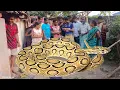 Lagu চন্দ্রবোড়া সাপ কামড়ালে কি করবেন 🚨  Russell viper snake rescue video🐍