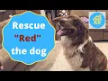 Australian Shepard Rescue