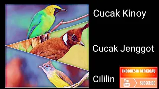 masteran wajib andalan kicaumania suara cucak kinoy cucak jenggot cililin