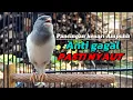 Download Lagu KENARI GACOR  Cuit CUIT BIRAHI UNTUK PANCINGAN \u0026 MASTERAN Kenari PAUD AGAR BUNYI DAN NGEROL