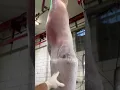 Download Lagu “It’s no skin off my back”-this lamb, probably
