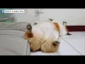 烏龜烏龜翹   躺著也能當指揮家