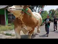 Download Lagu SAPI MONSTER TERBESAR KP, AKAN MENGGUNCANG KONTES SAPI