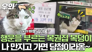 [#동물농장] 복덩이는 나다옹! 행운 주겠다옹🍀#우와비