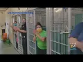 South Florida Animal Shelter Empty For First Time Ever