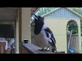 Bobbie Sings Like He s More Than One Bird Pied Butcherbird s Song