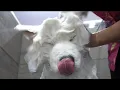 Most difficult job I ve ever done Samoyed Dog