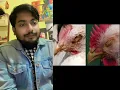 Ammonia Burn in Poultry || Dr. Pobitro Mohonto