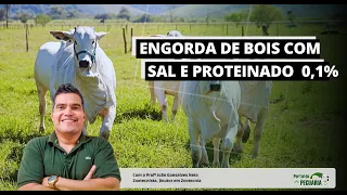 Fattening beef with salt and 0.1% protein