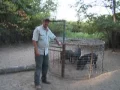 300 hogs caught in 15 months in Louisiana using this trap
