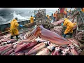 Download Lagu Giant Squid Caught By The Millions Under Blinding Lights At Sea!