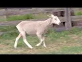 LOT 8 - HIGH ROAD SHEEP