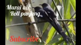 masteran burung murai air roll panjang jernih