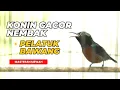 Download Lagu suara burung kolibri ninja gacor materi full pelatuk bawang