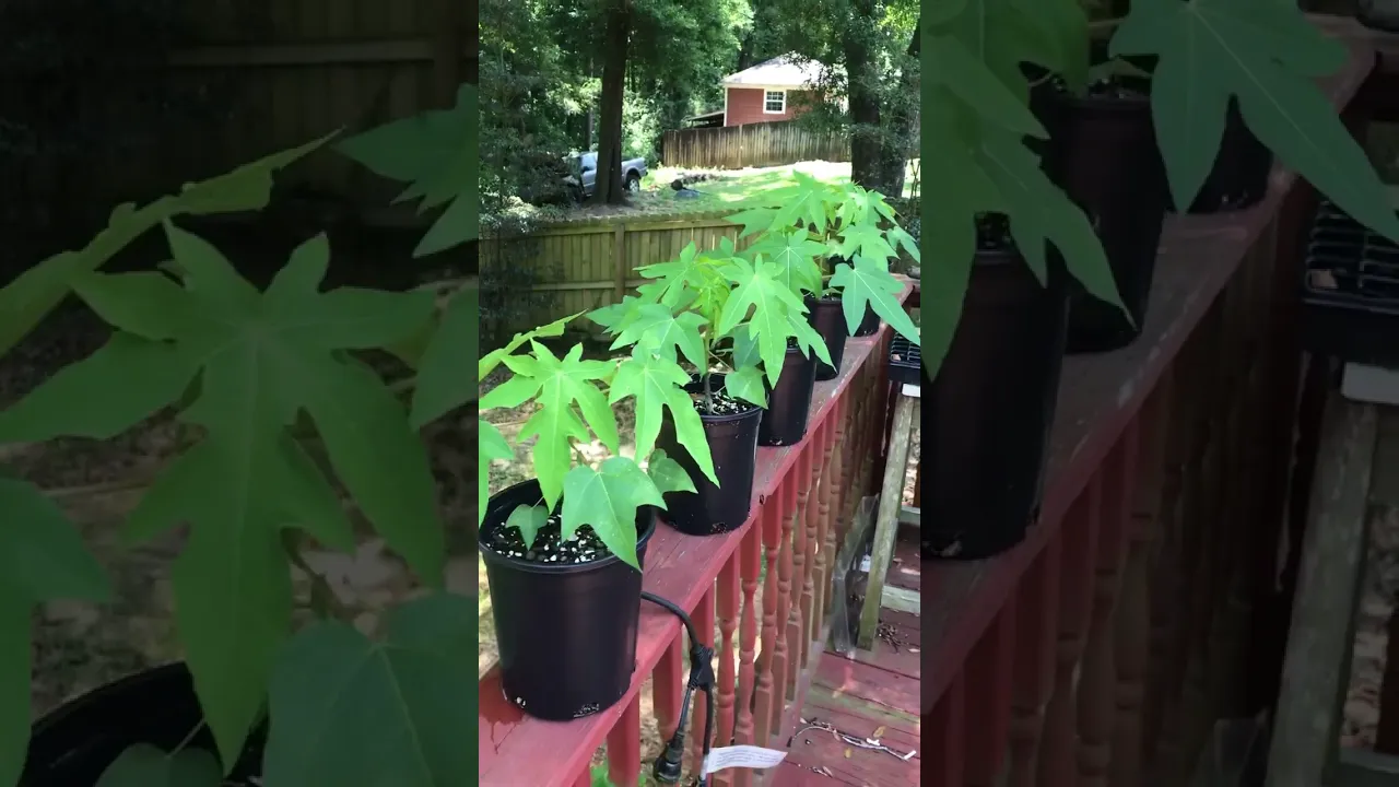 Growing Papaya in Alabama