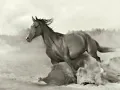 mi huerfano alazan