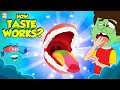 Download Lagu How Do We Taste our Food? | The Sense of Taste | What Are Taste Buds? | The Dr. Binocs Show