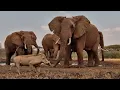 YOU Go First Warthogs Face a Waterhole Full of Elephants