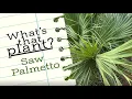 What s that Plant Saw Palmetto