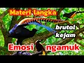 Download Lagu Masteran murai batu; Super langka unik raja kicau hutan bangkitkan emosi‼️