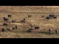 The Great Elephant Census HHMI BioInteractive