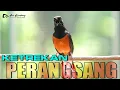 Download Lagu KETREKANNYA MERANGSANG MURAI CEPET RESPON NGEPLONG DAN BONGKAR MATERI