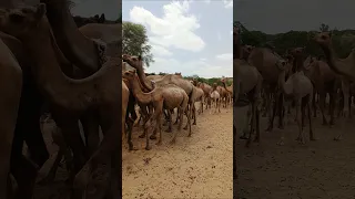 قافلة الج مال تسير فوق رمال الصحراء 