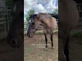 Download Lagu Singing to horses #singer #animals #animalvideofootage #amazinganimals #horsemanship