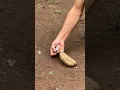 PETASAN PEPERETEKAN DARI KEMBANG API #trending #viral #shortvideo #shorts #petasan