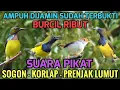 Lagu Anti zonk❗Suara pikat sogon, korlap kombinasi prenjak lumut dijamin ampuh 