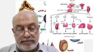 قصور الغدة النخامية بعد الولادة متلازمة شيهان  قصور الغدة النخامية بعد الولادة متلازمة شيهان