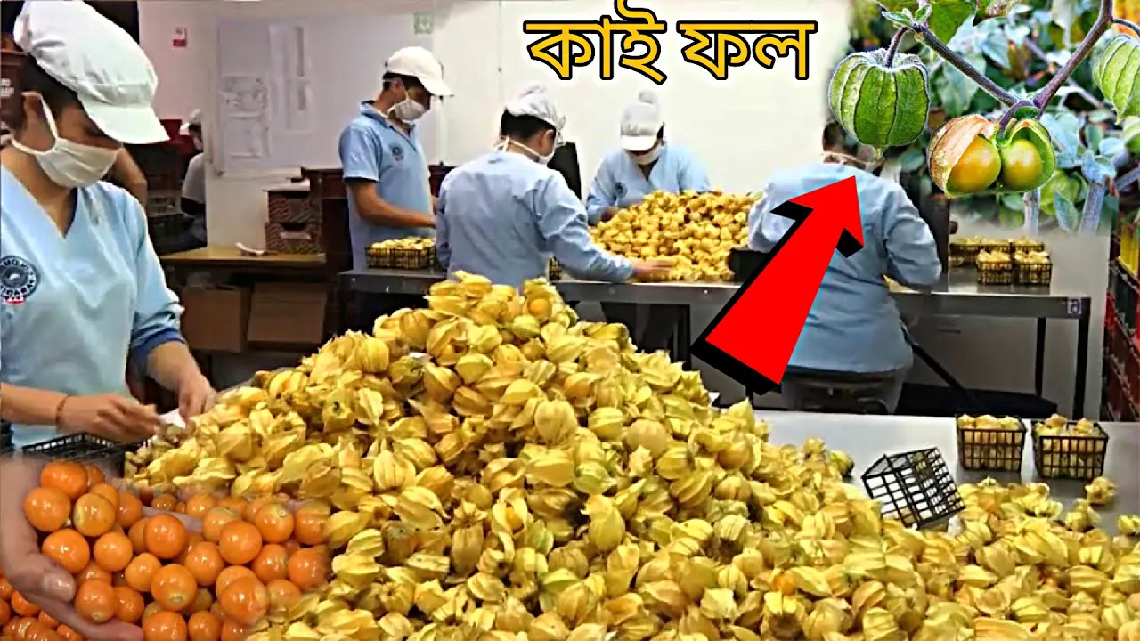 অখাদ্য ফল কে ফ্যাক্টরিতে নিয়ে গিয়ে খাওয়ার যোগ্য কিভাবে করা হচ্ছে ! Food factory dry process