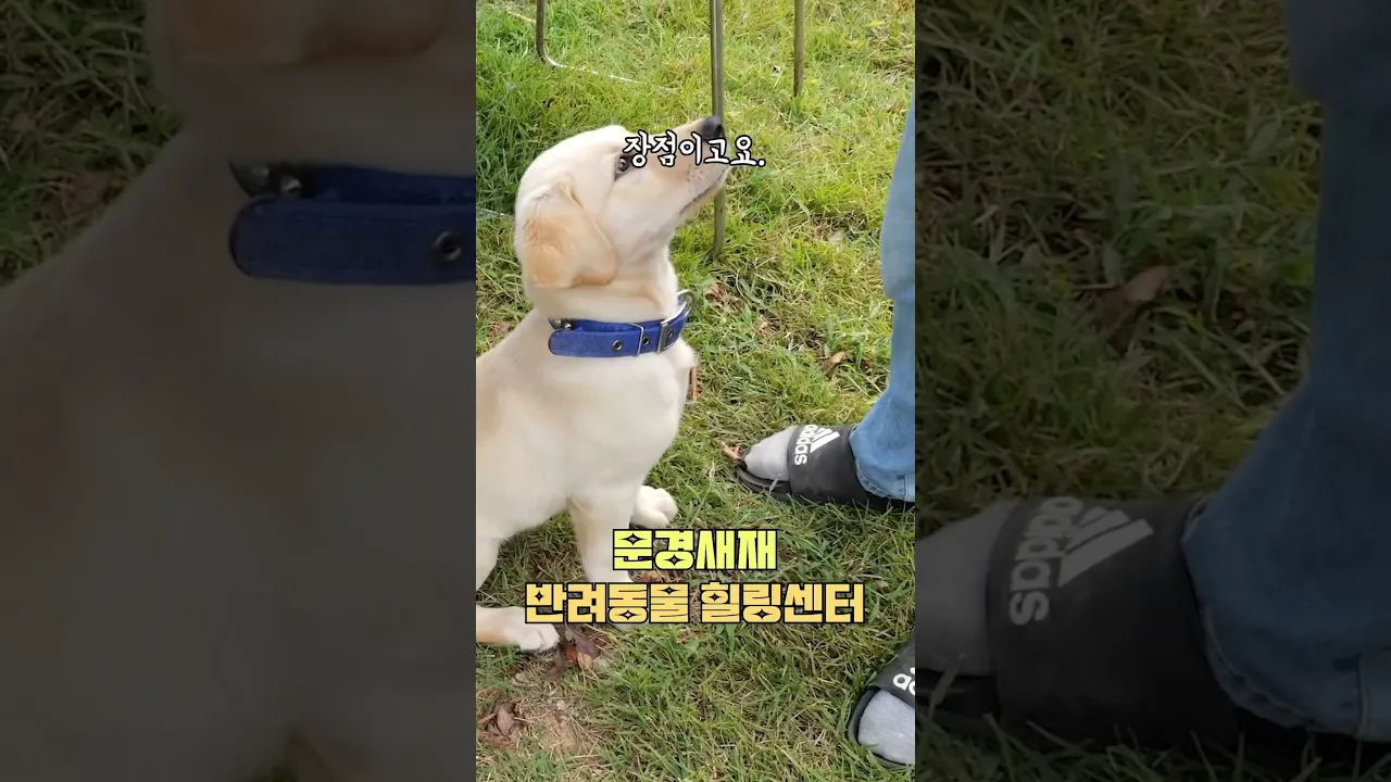 댕댕이와 같이 갈 수 있는 이런 여행지 어떠세요? 이곳은 경북 문경새재반려동물힐링센터입니다.#반려견여행지 #반려견동반 #반려견글램핑장 #문경여행지 #문경가볼만한곳