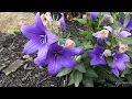 Beautiful Balloon Flowers: Care & Grow Guide