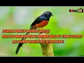 Download Lagu Suara Pancingan/ Pikat Burung Murai Batu Yg Ampuh