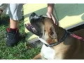 Alachua County Take 5 - Paws on Parole