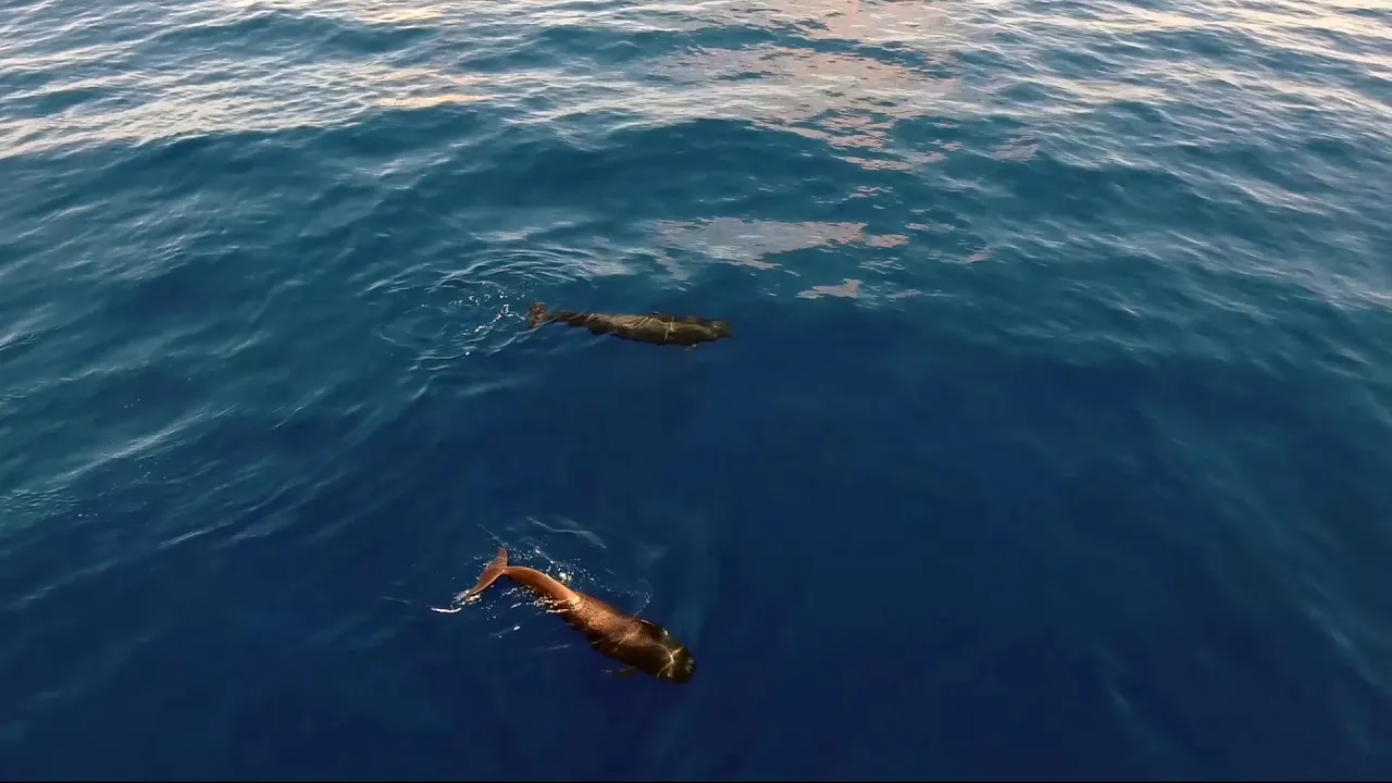 Beyond the Sea Smoke - Music Video (2018) Beyond the Sea Smoke - Music Video (2018)