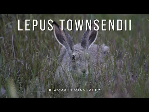 White-tailed Jackrabbit | 4 Fun Facts 🐰