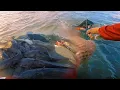 Download Lagu MENAJUR IKAN KELI BERBISA‼️CATCH AND SELL || TERUS COD  DI KEBUN SAWIT#fishcat#fishing #survival 
