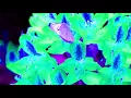 Odd Mob - Intrinsic (Official Audio)