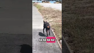 Annnnd nah haha ..  #fyp #dream #youtube #pets #doberman